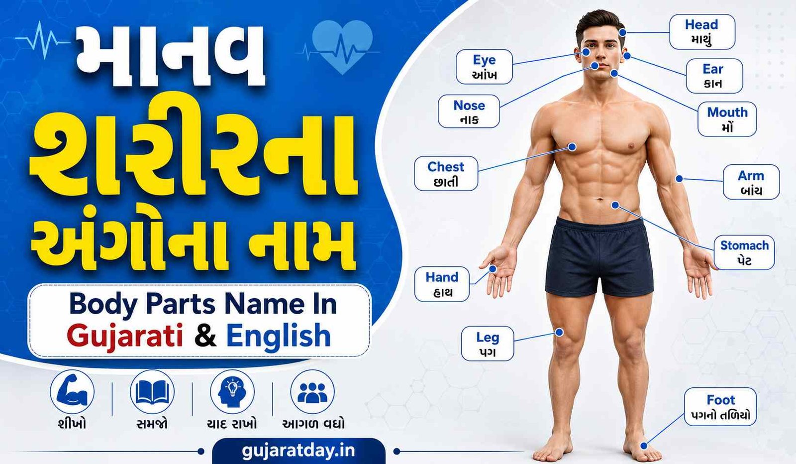 માનવ શરીરના અંગોના નામ Body Parts Name In Gujarati and English